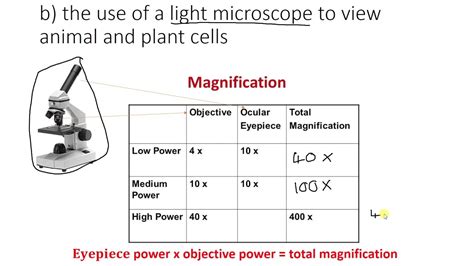how to calculate total magnification of a microscope|How to Calculate Total Magnification on a Microscope: A Step.